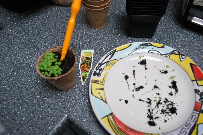 Arbeitsvorgang Pikieren