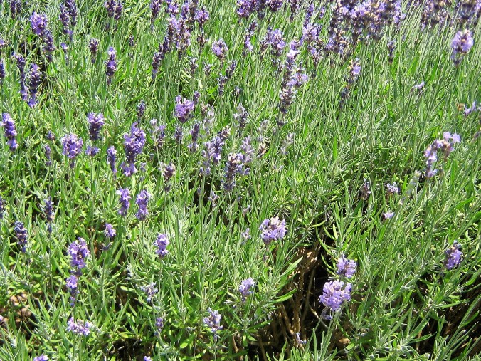 Lavendel