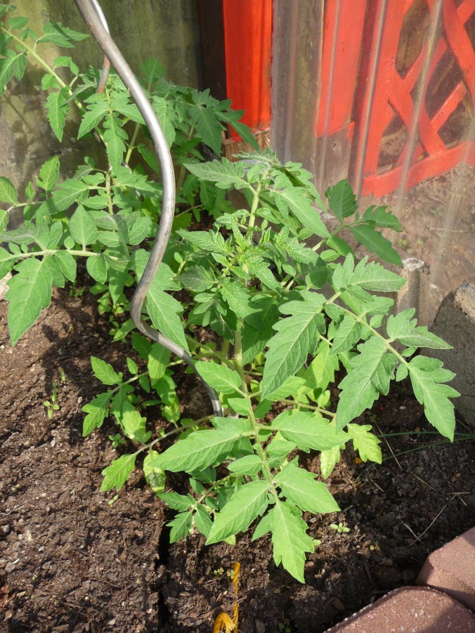 Tomate Roter Heinz 3