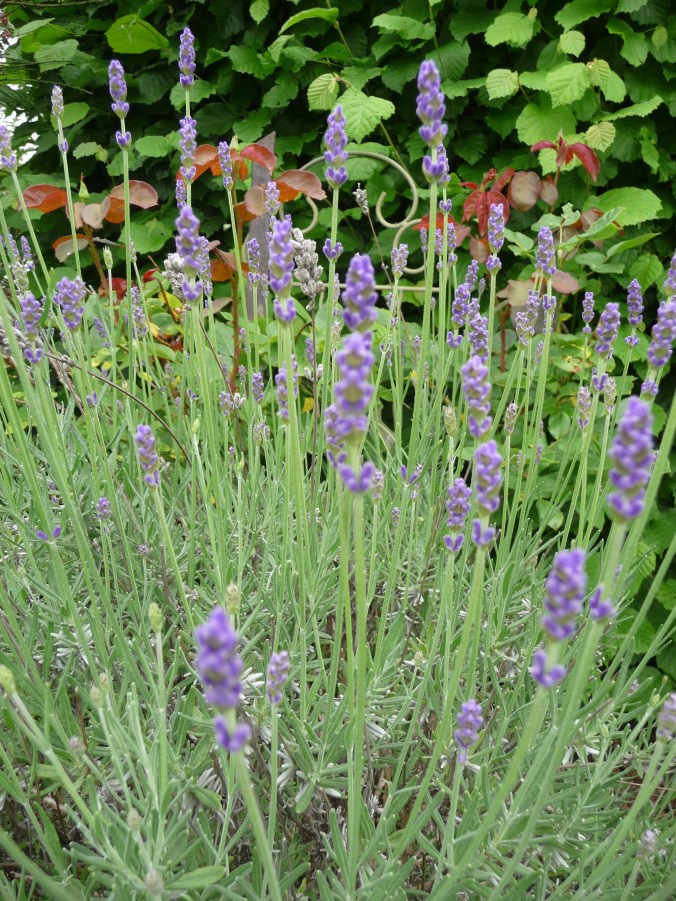 Lavendel