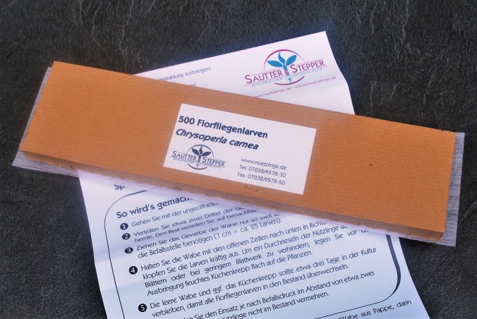 MC500 Florfliegenlarven in Wabe