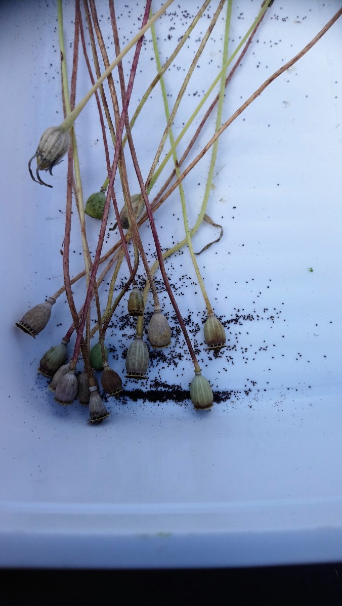 Saatgutgewinnung Mohn