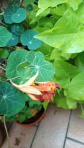 verblühte Kapuzinerkresse