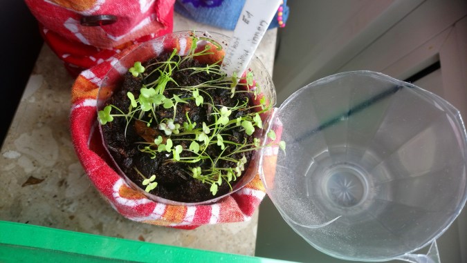 Vergleich auf der Fensterbank mit Substrat 1