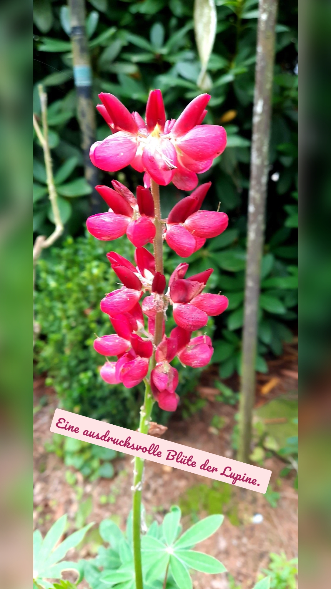 Eine ausdrucksvolle Blüte der Lupine. 