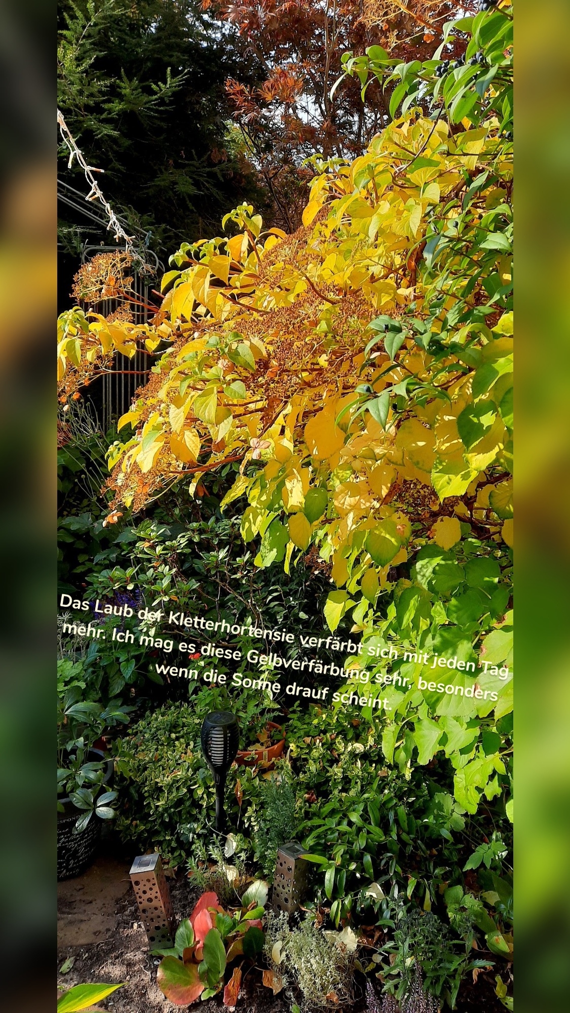 Das Laub der Kletterhortensie verfärbt sich mit jeden Tag mehr. Ich mag es diese Gelbverfärbung sehr, besonders wenn die Sonne drauf scheint. 