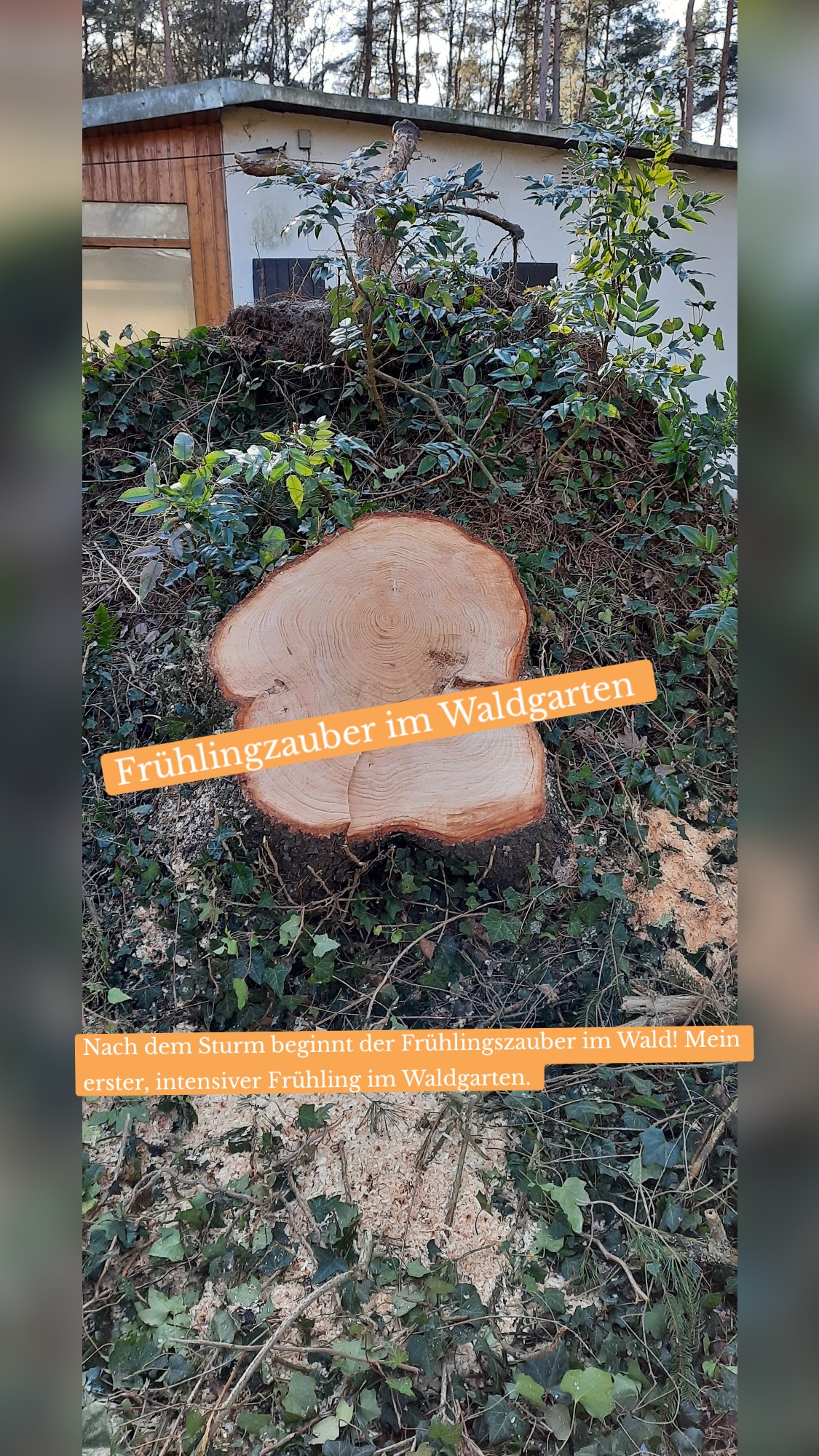 Frühlingzauber im Waldgarten  Nach dem Sturm beginnt der Frühlingszauber im Wald! Mein erster, intensiver Frühling im Waldgarten. 